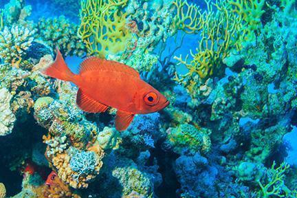 Rica fauna de los fondos submarinos de la costa de Israel