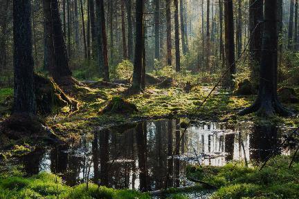 Oscuro y cautivador bosque de Bialowieza