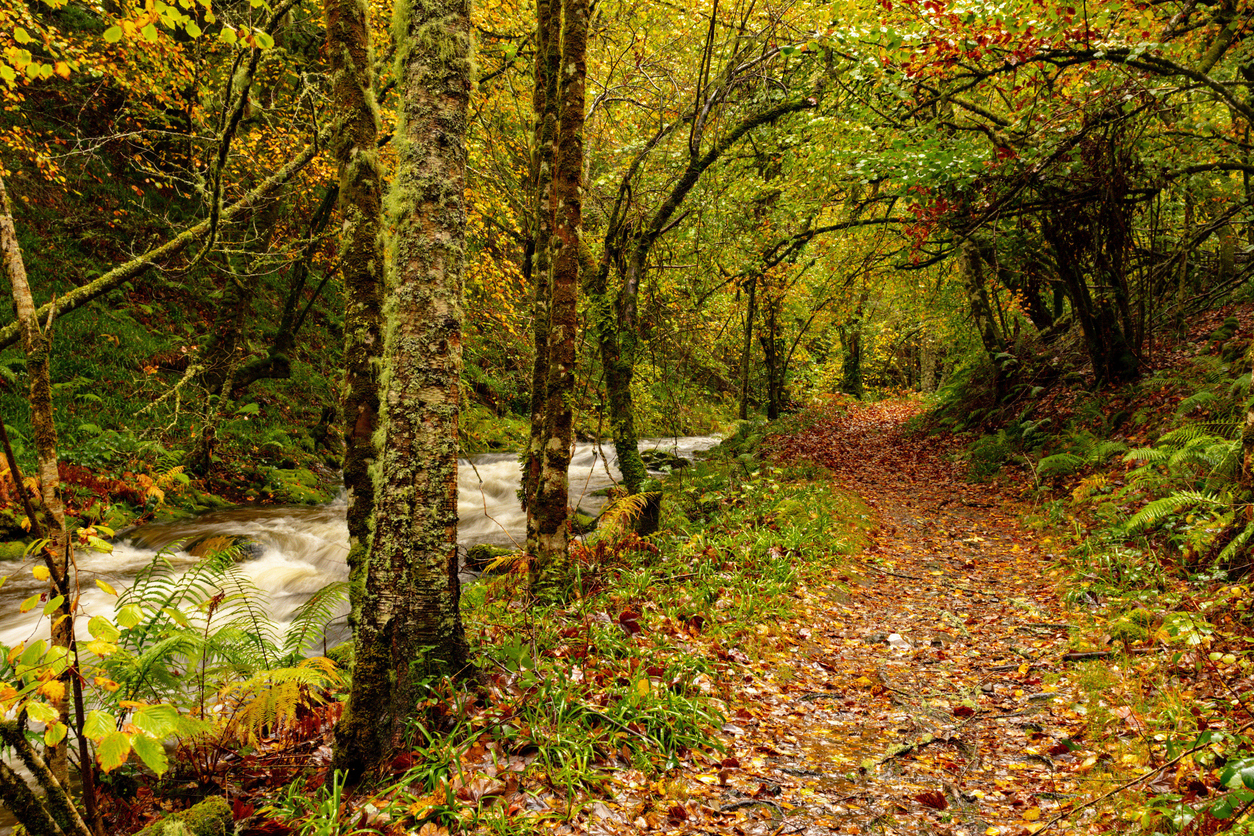 Bosque asturiano en otoño (Istockphoto)