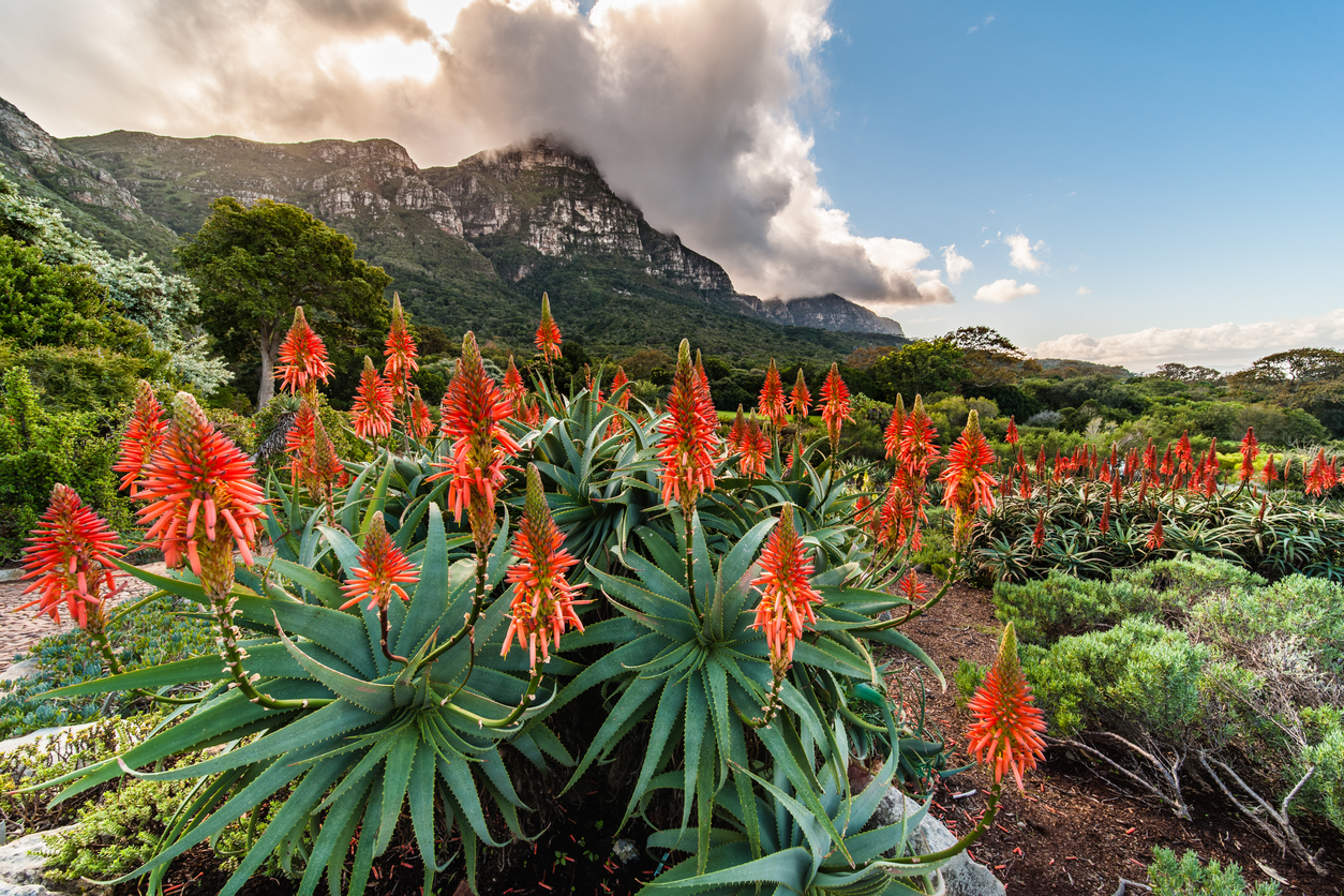 Jadines Kirstenbosch en Ciudad del Cabo, Sudáfrica